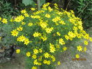 Coreopsis verticilata