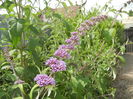 Buddleja davidii Purple (2016, Jun.19)