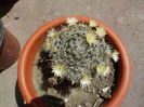 mammillaria duwei