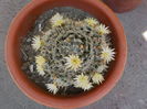 mammillaria duwei