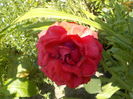 DSCN1126[1]