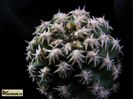 Pygmaeocereus bieblii - achizitionat