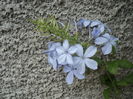iul 2016 Plumbago bleu