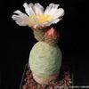 Tephrocactus alexanderi v. geometricus
