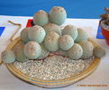 Tephrocactus alexanderi v. geometricus