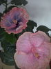 CAM00038