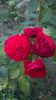 WP_20160731_096