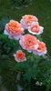 WP_20160731_012