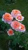 WP_20160731_013