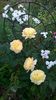 WP_20160730_056