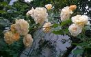 WP_20160730_015