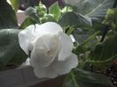WIN_20160801_190602