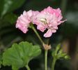 Australian Pink Rosebud