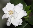 Gardenia