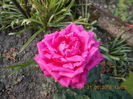 DSCN2330