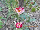 DSCN2348
