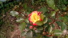 IMG_20160607_122938