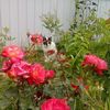 IMG_20160610_181349