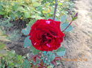 DSCN2357
