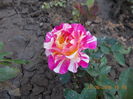DSCN2358