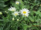 Margarete