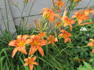 Hemerocallis fulva