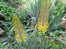 Eremurus