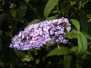 Buddleja davidii Purple (2016, Jul.14)