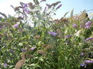 Buddleja davidii Purple (2016, Jul.14)