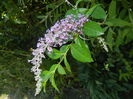 Buddleja davidii Purple (2016, Jul.14)