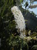 Buddleja davidii White (2016, Jul.14)