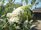 Buddleja davidii White (2016, Jul.14)