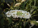 Buddleja davidii White (2016, Jul.14)