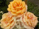 DSCN1155[1]