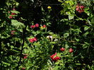 DSCN3353