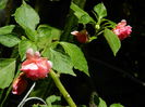 DSCN3357