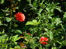 DSCN3366