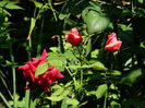 DSCN3371