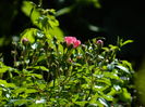 DSCN3377