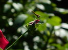 DSCN3383