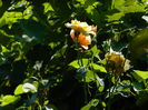 DSCN3385