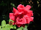 DSCN3389