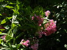 DSCN3400
