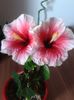 20160802_182948