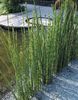 equisetum hyemale 10