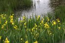 iris pseudoacorus 10