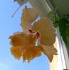 IMG_20160802_182040
