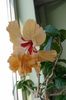 IMG_20160802_182048