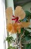IMG_20160802_182051