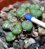 Conophytum minutum